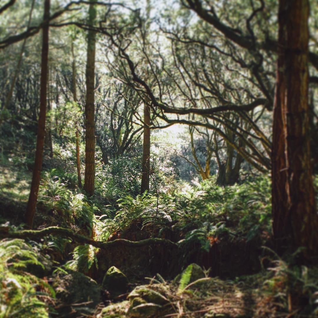 REDWOOD _情境方